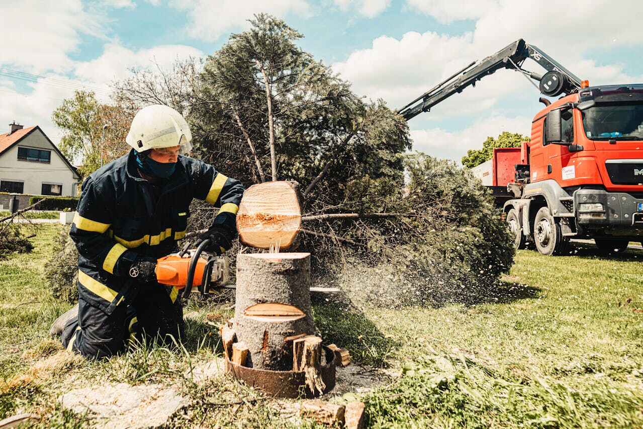 Large Tree Removal in Orleans, VT